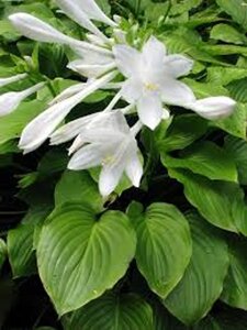 Hosta plantaginea grandiflora geen maat specificatie 0,55L/P9cm