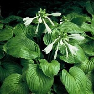 Hosta plantaginea grandiflora geen maat specificatie 0,55L/P9cm - afbeelding 2