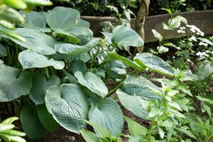 Hosta sieboldiana geen maat specificatie cont. 3,0L