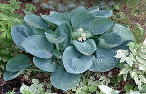 Hosta sieboldiana geen maat specificatie cont. 3,0L - afbeelding 4