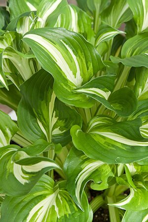 Hosta 'Undulata Univittata' geen maat specificatie 0,55L/P9cm - afbeelding 1