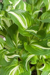 Hosta 'Undulata Univittata' geen maat specificatie 0,55L/P9cm