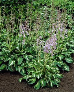 Hosta 'Undulata Univittata' geen maat specificatie 0,55L/P9cm - afbeelding 2