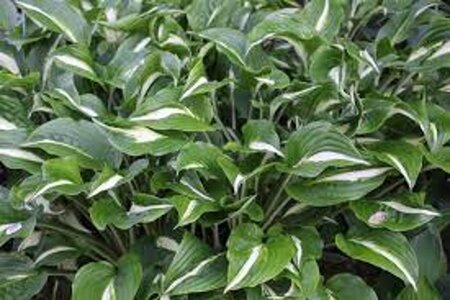 Hosta 'Undulata Univittata' geen maat specificatie 0,55L/P9cm - afbeelding 3