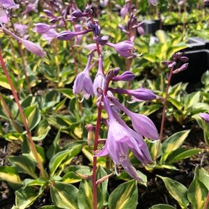 Hosta 'Xanadu' geen maat specificatie 0,55L/P9cm