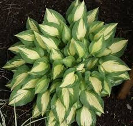 Hosta 'Xanadu' geen maat specificatie 0,55L/P9cm - afbeelding 2