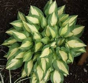 Hosta 'Xanadu' geen maat specificatie 0,55L/P9cm - afbeelding 2