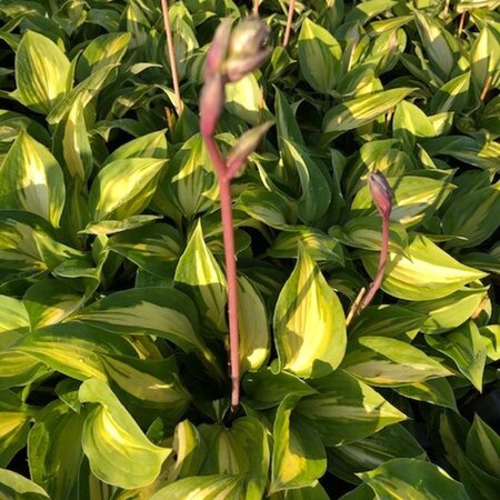 Hosta 'Xanadu' geen maat specificatie 0,55L/P9cm - afbeelding 3