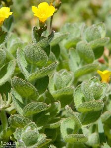 Hypericum elodes geen maat specificatie 0,55L/P9cm