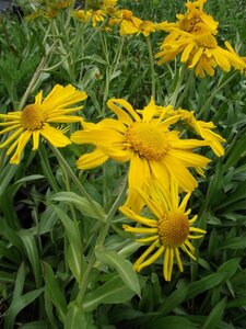 Hyemnoxys hoopesii geen maat specificatie 0,55L/P9cm