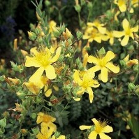 Hypericum olympicum geen maat specificatie 0,55L/P9cm - afbeelding 1