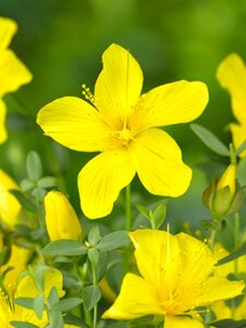 Hypericum olympicum geen maat specificatie 0,55L/P9cm - afbeelding 2