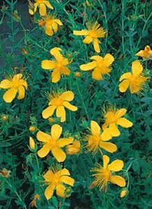 Hypericum olympicum geen maat specificatie 0,55L/P9cm - afbeelding 3