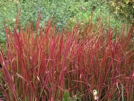Imperata cylindrica 'Red Baron' = 'Rubra' geen maat specificatie cont. 2,0L - afbeelding 1