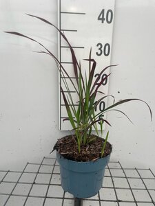 Imperata cylindrica 'Red Baron' = 'Rubra' geen maat specificatie cont. 2,0L - afbeelding 4