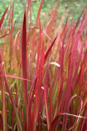 Imperata cylindrica 'Red Baron' = 'Rubra' geen maat specificatie cont. 2,0L - afbeelding 2