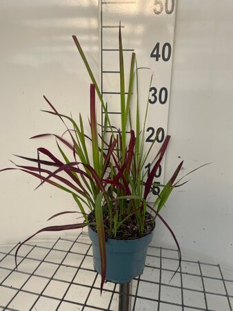 Imperata cylindrica 'Red Baron' = 'Rubra' geen maat specificatie cont. 2,0L - afbeelding 6