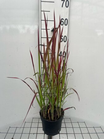 Imperata cylindrica 'Red Baron' = 'Rubra' geen maat specificatie cont. 2,0L - afbeelding 5