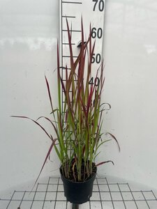 Imperata cylindrica 'Red Baron' = 'Rubra' geen maat specificatie cont. 2,0L - afbeelding 5