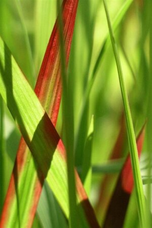 Imperata cylindrica 'Red Baron' = 'Rubra' geen maat specificatie cont. 2,0L - afbeelding 3