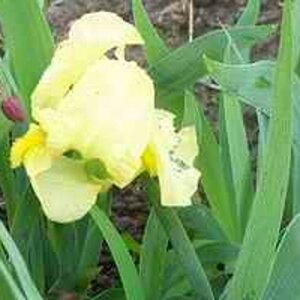 Iris (P) 'Brassie' geen maat specificatie 0,55L/P9cm