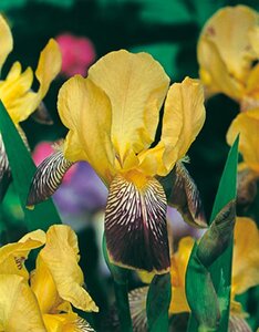 Iris (G) 'Helge' geen maat specificatie 0,55L/P9cm
