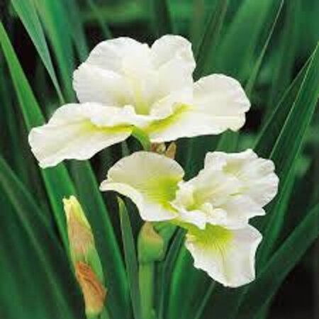Iris sib. 'Harpswell Happiness' geen maat specificatie 0,55L/P9cm - afbeelding 1