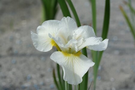 Iris sib. 'Harpswell Happiness' geen maat specificatie 0,55L/P9cm - afbeelding 2