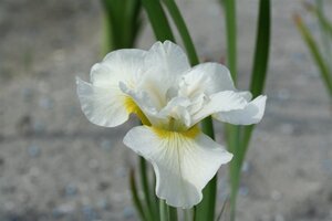 Iris sib. 'Harpswell Happiness' geen maat specificatie 0,55L/P9cm - afbeelding 2