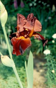 Iris (G) 'Sultan's Palace' geen maat specificatie 0,55L/P9cm