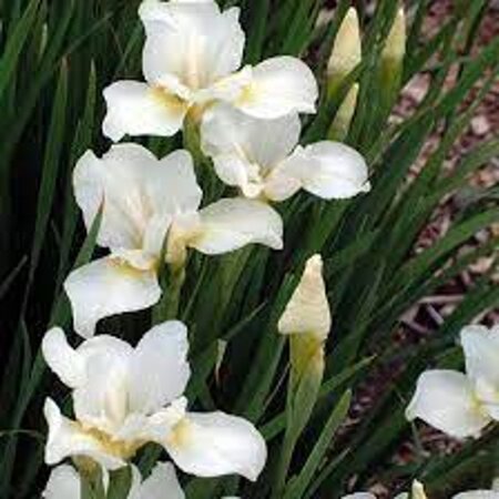 Iris sib. 'White Swirl' geen maat specificatie 0,55L/P9cm - afbeelding 1