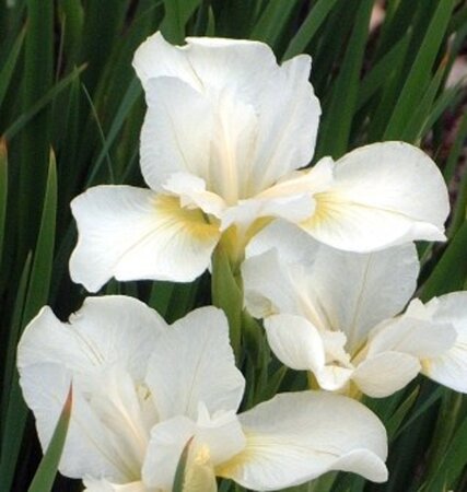 Iris sib. 'White Swirl' geen maat specificatie 0,55L/P9cm - afbeelding 2
