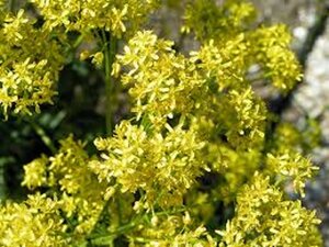 Isatis tinctoria geen maat specificatie 0,55L/P9cm