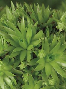 Jovibarba sob. 'Green Globe' geen maat specificatie 0,55L/P9cm - afbeelding 1