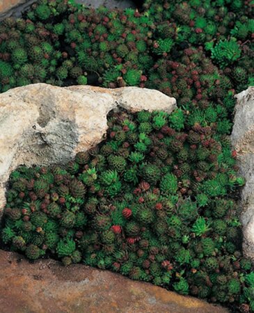 Jovibarba sob. 'Green Globe' geen maat specificatie 0,55L/P9cm - afbeelding 2