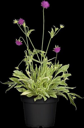 Knautia m. 'Thunder and Lightning' geen maat specificatie 0,55L/P9cm