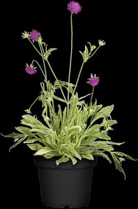 Knautia m. 'Thunder and Lightning' geen maat specificatie 0,55L/P9cm