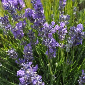 Lavandula ang. Blue Cushion geen maat specificatie 0,55L/P9cm - afbeelding 1