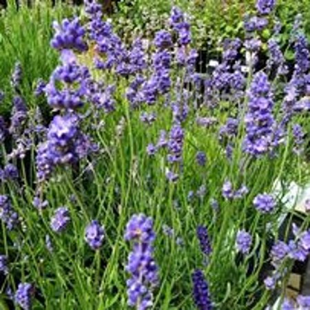 Lavandula ang. Blue Cushion geen maat specificatie 0,55L/P9cm - afbeelding 2