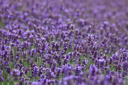 Lavandula ang. 'Hidcote' geen maat specificatie cont. 3,0L - afbeelding 1