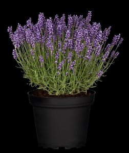 Lavandula ang. 'Hidcote' geen maat specificatie cont. 3,0L - afbeelding 2