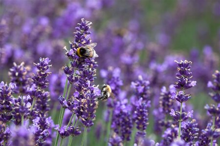 Lavandula ang. 'Hidcote' geen maat specificatie cont. 3,0L - afbeelding 3