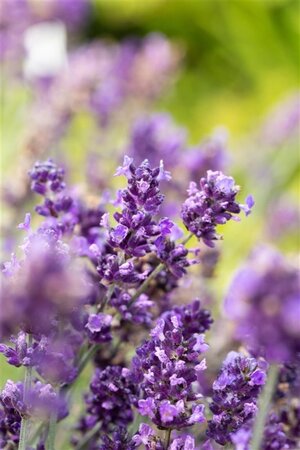 Lavandula ang. 'Hidcote' geen maat specificatie cont. 3,0L - afbeelding 4