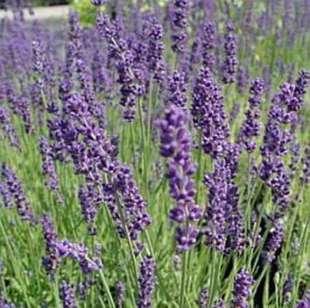 Lavandula ang. 'Hidcote' geen maat specificatie cont. 3,0L - afbeelding 5