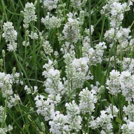 Lavandula ang. 'Hidcote White' geen maat specificatie 0,55L/P9cm