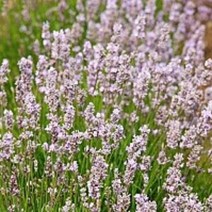 Lavandula ang. 'Loddon Pink' geen maat specificatie 0,55L/P9cm - afbeelding 1