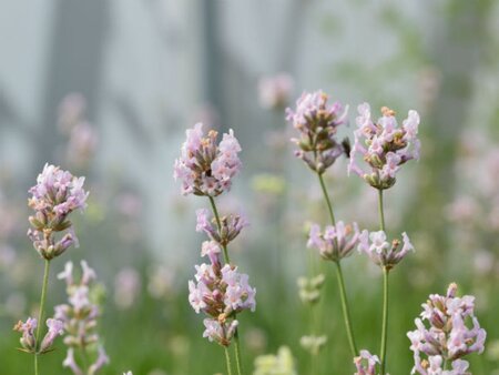 Lavandula ang. 'Loddon Pink' geen maat specificatie 0,55L/P9cm - afbeelding 2