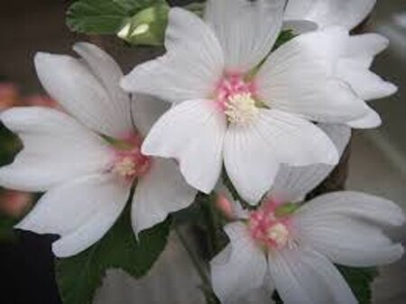 Lavatera 'Barnsley Baby' geen maat specificatie 0,55L/P9cm