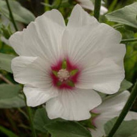 Lavatera 'Blushing Bride' geen maat specificatie 0,55L/P9cm