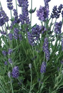 Lavandula ang. 'Ellagance Purple' geen maat specificatie 0,55L/P9cm